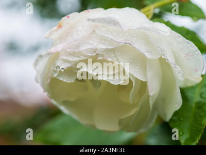 Un plan macro sur une rose blanche couverte de gouttes de pluie. Banque D'Images