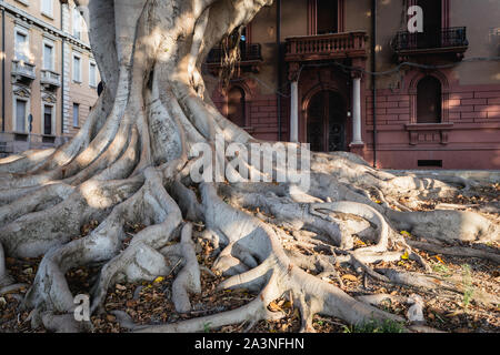 Ficus Macrophylla Racines, Lungomare, Reggio de Calabre, Italie Banque D'Images