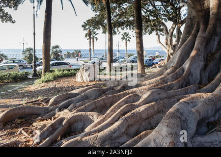 Ficus Macrophylla Racines, Lungomare, Reggio de Calabre, Italie Banque D'Images