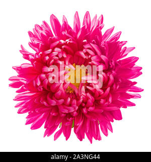 Blooming fleurs aster rouge isolé sur fond blanc, vue du dessus. Droit pour les cartes de vœux et divers jours fériés Banque D'Images