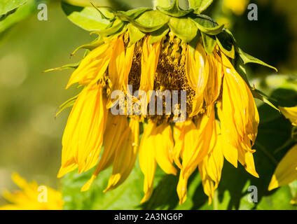 Un plan macro sur la tête en décomposition d'un tournesol. Banque D'Images