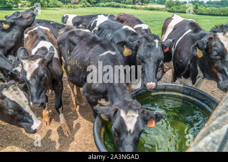 Un troupeau de vaches de boire l'eau froide à l'auge à l'extérieur sur une ferme sur une chaude journée ensoleillée en été Banque D'Images