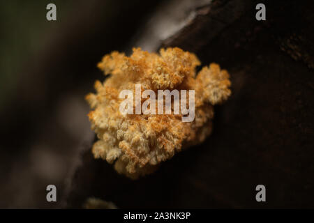 Inconnu Un corail jaune-orange des champignons sauvages sur un journal de mort à l'automne, en C.-B., Canada Banque D'Images