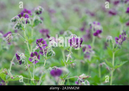 Geranium phaeum. Géranium sanguin sombre des fleurs. Banque D'Images
