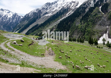 Des moutons paissant sur une prairie au pied d'une montagne enneigée en saison d'été à Baltal, Jammu-et-Cachemire, l'Inde Banque D'Images