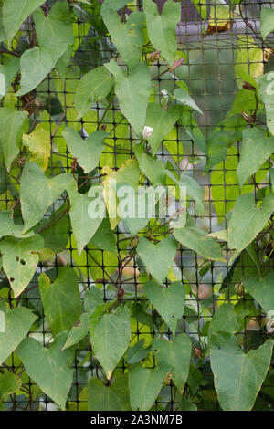 Calystegia sepium. Liseron des champs de couverture au moyen d'une cage d'escalade de fruits. Banque D'Images