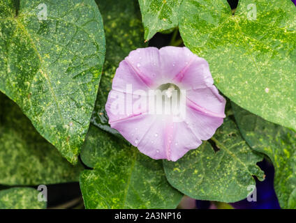 Un plan macro sur une fleur de morning glory rose avec des gouttes de pluie sur les pétales. Banque D'Images