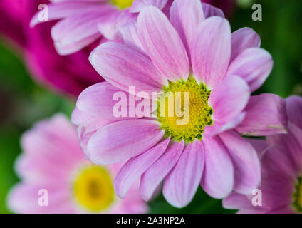 Un plan macro sur une fleur de chrysanthème rose avec un centre vert. Banque D'Images