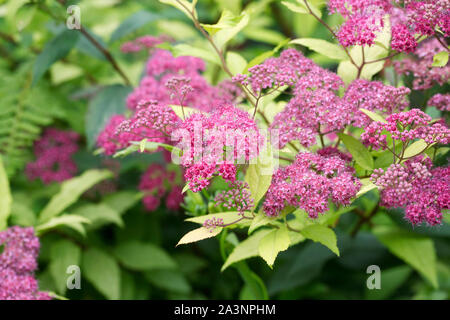 Spiraea japonica - spirée japonaise - une Banque D'Images