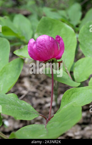 Paeonia mascula Banque D'Images