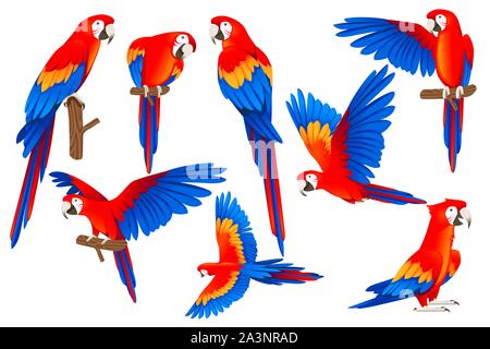 Ensemble de parrot adultes de rouge et vert macaw Ara (Ara chloropterus) cartoon design oiseau télévision vector illustration isolé sur fond blanc. Illustration de Vecteur
