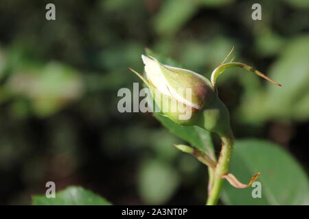 Blanc d'été parfait d'un bouton de rose blossom Banque D'Images