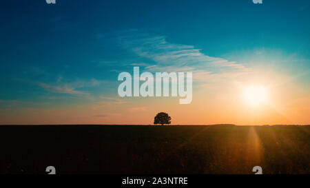 Silhouette d'un grand chêne majestueux contre coucher du soleil Banque D'Images