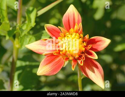 Jaune et rouge Dahlia fleur qui s'épanouit dans le jardin parmi les feuilles vertes Banque D'Images