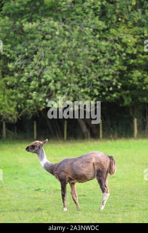 Llama dans un champ, sur une ferme, Harold Ewyas, Herefordshire, Angleterre, Royaume-Uni Banque D'Images