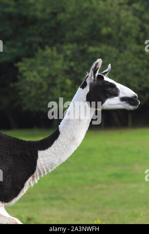 Llama dans un champ, sur une ferme, Harold Ewyas, Herefordshire, Angleterre, Royaume-Uni Banque D'Images