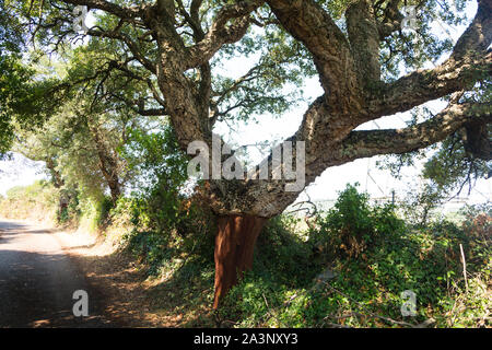 Quercus suber pelées après la récolte, ou chêne liège Quercus suber en Sardaigne en méditerranée TEMPO PAUSANIA Banque D'Images