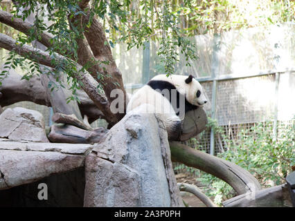 Panda dans le sommeil, le zoo de San Diego, Californie Banque D'Images