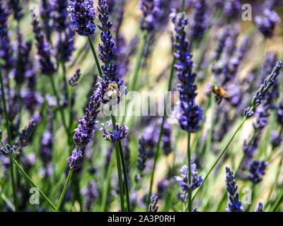 Libre de l'essaimage des abeilles autour des fleurs de lavande en Provence. Banque D'Images