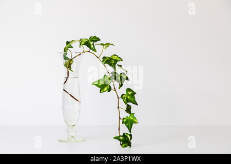 Le lierre anglais dans un vase en verre, fond blanc et minimaliste Banque D'Images
