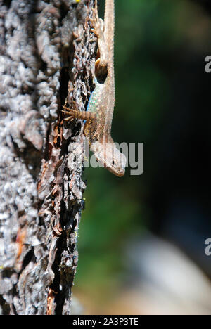 Un mignon petit beige et bleu gecko (lézard) à me regarder alors qu'elle repose sur l'écorce d'un arbre, dans les montagnes de l'Oregon, USA, sur un arrière-plan flou Banque D'Images