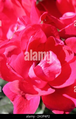 L'été idéal fleurs rose rose croissant dans le jardin ensoleillé. Banque D'Images