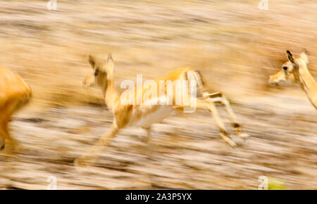 Les femelles de Puku (Kobus vardonii), l'antilope d'Afrique, dans la région de Busanga Plains. Kafue National Park, Zambie Banque D'Images