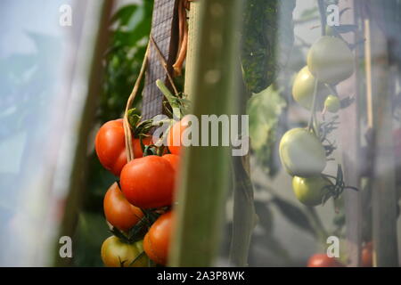 Des agriculteurs locaux rouge mûre des tomates dans une serre vu à travers la vitre, saine alimentation bio bio concept Banque D'Images