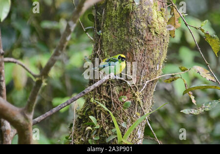 Livre vert et or (Tangara schrankii) tangara, Copalinga, Podocarpus National Park, Zamora, Equateur Banque D'Images