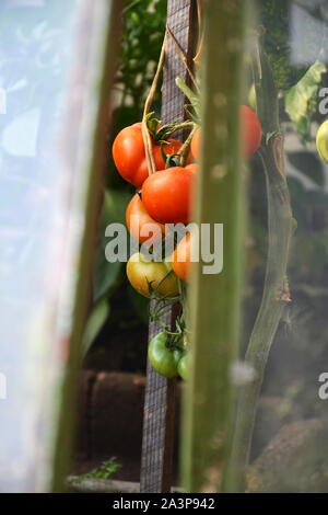 Des agriculteurs locaux rouge mûre des tomates dans une serre vu à travers la vitre, saine alimentation bio bio concept Banque D'Images