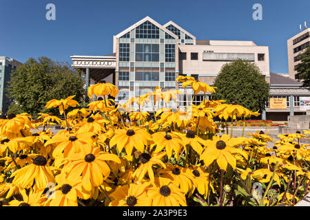 Susans black-eyed blooming in Town Square Park par l'Alaska Center for the Performing Arts au centre-ville d'Anchorage, Alaska. Banque D'Images