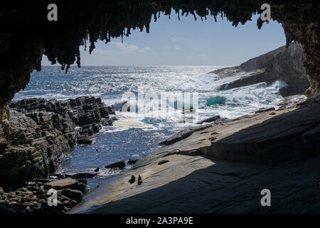 La grotte de Admirals Arch sur Kangaroo Island, Australie Banque D'Images