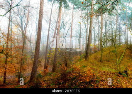 Belle forêt mixte d'automne avec des collines de sable dans le brouillard Banque D'Images