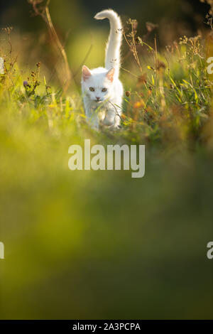 Chaton blanc extrêmement mignons sur une belle prairie, jouant à l'extérieur - intérieur doux animal jouer dehors Banque D'Images