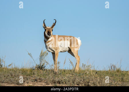 Une grande antilope d'deer broute sur les terres des prairies à l'échelle nationale et l'élan Bison Range dans le Montana. Banque D'Images