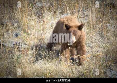 Un grand ours brun se demande autour d'une partie de l'élan et du National Bison Range dans le Montana. Banque D'Images