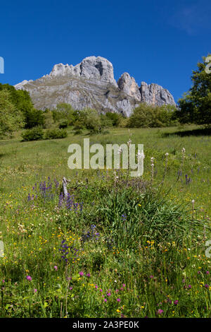 Asphodèle blanc (Asphodelus albus) sur la pente raide d'une prairie alpine dans le Parc National de Picos de Europa, l'Espagne Banque D'Images