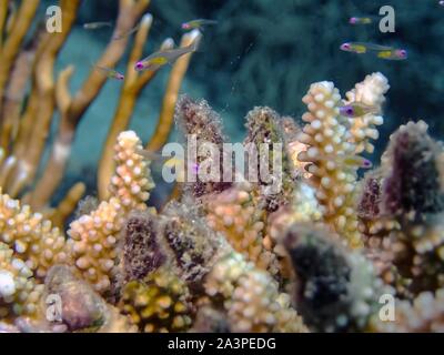 Red Eye Goby (Bryaninops natans) Banque D'Images