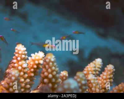 Red Eye Goby (Bryaninops natans) Banque D'Images