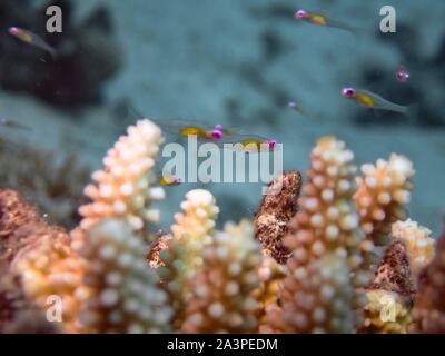 Red Eye Goby (Bryaninops natans) Banque D'Images