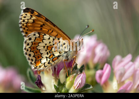 Ailes d'un Glanville fritillary (Melitaea cinxia) reposant sur des fleurs roses Banque D'Images