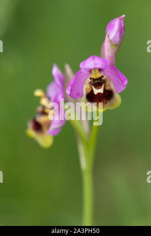 Tenthrèdes Orchid (Ophrys tenthredinifera) flower Banque D'Images