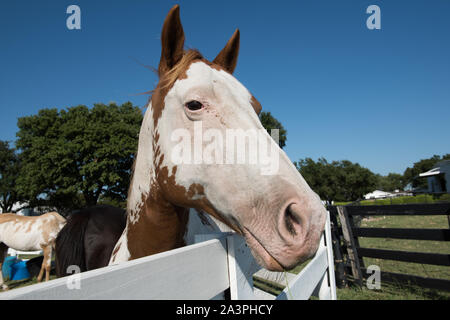 Spotted horse À Southfork Ranch dans Parker, Texas, au nord de Dallas, où deux séries de l'émission de télévision populaire Dallas ont été filmés Banque D'Images