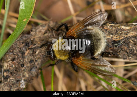 Mesembrina mystacea femelle, un bourdon imitateur de la famille mouche (Diptera : Muscidés), se nourrissant d'excréments d'animaux Banque D'Images