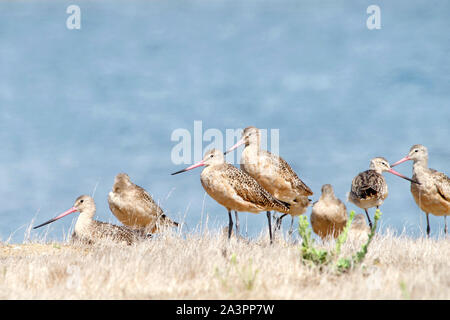 De nombreux oiseaux bécasseau sur une colline herbeuse brun sec plus à fond dans l'eau. Banque D'Images