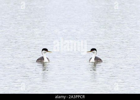 Deux grèbes de l'ouest en face de l'autre piscine dans le calme de l'eau d'étang. La création d'un cœur visuellement Banque D'Images