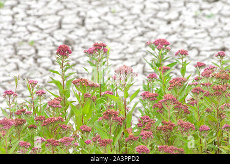 L'asclépiade incarnate poussant dans les marais desséchés de la sécheresse. Également nommé rose rose fleur de lait, de l'asclépiade, marécage, silkweed blanc ou chanvre indien, est un herbaceou Banque D'Images