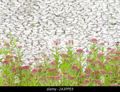 L'asclépiade incarnate poussant dans les marais desséchés de la sécheresse. Également nommé rose rose fleur de lait, de l'asclépiade, marécage, silkweed blanc ou chanvre indien, est un herbaceou Banque D'Images