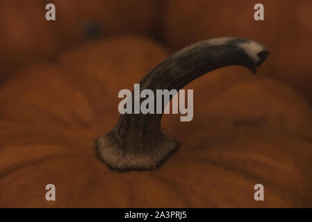 Photo de close-up de mini pumpkin et la tige Banque D'Images