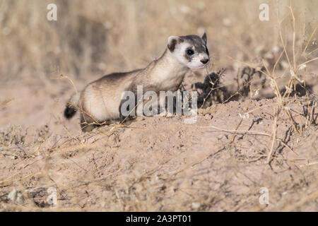 Wild black-footed ferret au site de dissémination dans l'Utah Banque D'Images